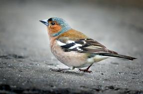 Chaffinch Bird Sparrow