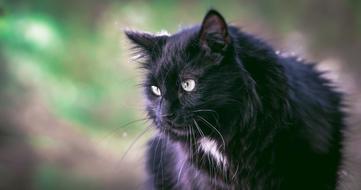 wild Cat Black