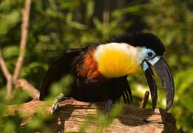 Bird Colorful Tropical on a blurred nature background