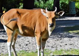 Cow Beef Animal