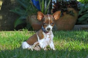 brown and white cute chihuahua on the lawn