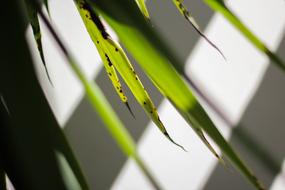 Leaves Ray Of Light