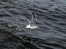 Seagull River Wave