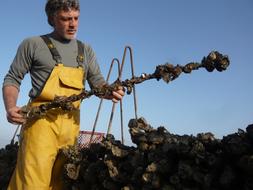Man holds bar with Oysters, collector