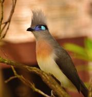 Bird Colorful Funny on a blurred nature background