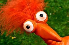 Weird Bird Cute Funny