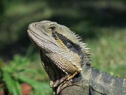 Animal Wildlife