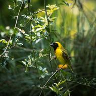 Beautiful and colorful, cute weaver bird among the plants