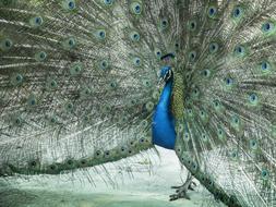 Beautiful, colorful and cute peacock with open feathers