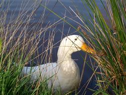 Duck Bird Animal on lake