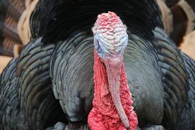 Turkey Animal bird