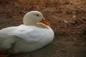 Duck White Animal rest