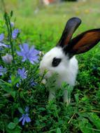 Beautiful and colorful, cute, fluffy rabbit among the plants and colorful flowers
