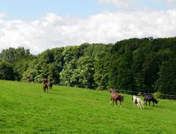 Beautiful landscape of the green meadow with trees and colorful horses