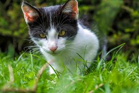 Cat Kitten Pussy on grass