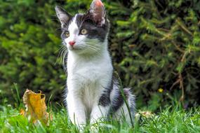 Colorful, cute and beautiful cat among the green grass and leaves