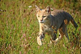 Domestic Mieze Cat on Grass