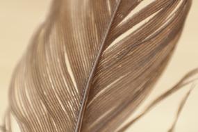 macro photo of Feathers Plumage Texture