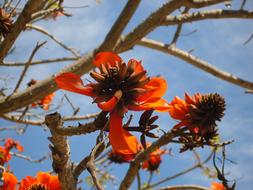 orange flowers on a tree in terra natura zoo, spain
