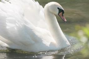 Swan Bird at Lake Water