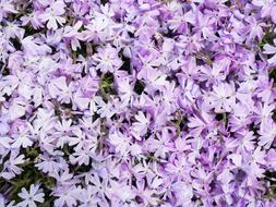 Phlox subulata, the creeping phlox in bloom, purple background