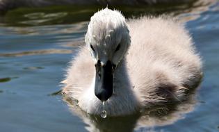 Swan Baby