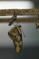 Butterfly Edelfalter Hatch