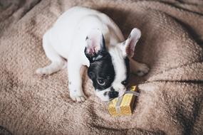 home puppy with a gift on a blanket