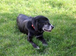 black purebred dog on green grass