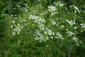 green background of flowers