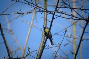 Tit Bird Songbird on branch