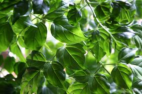 beautiful leaves on the branches