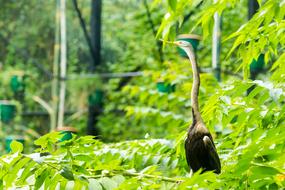 exotic bird with a long neck in the bush