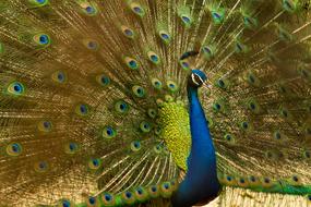 photo of Peacock Bird tail