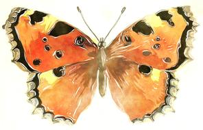 watercolour painting of butterfly