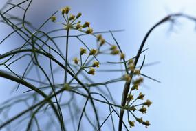 yellow little sprouts on a branch