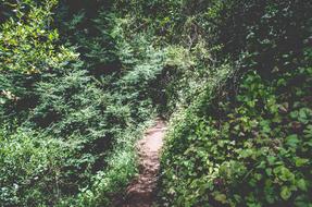 hiking path through Green forest
