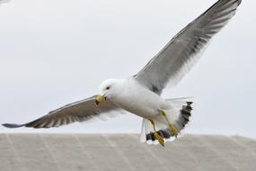 Animal Sky Sea Gull