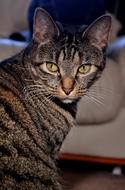 Colorful and beautiful, cute, striped cat looking back