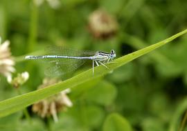 Close-up of the colorful and beautiful dragonfly on the green leaf, among the leaves and flowers