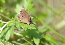 Brown Butterfly Dots