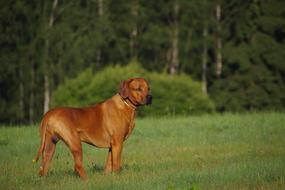 Beautiful landscape with the cute, brown Rhodesian Ridgeback dog on the meadow, near the trees