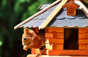 Squirrel Rodent as a Forest Animals