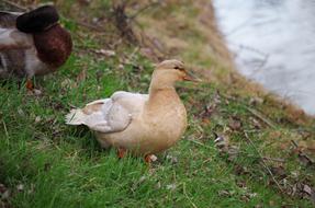 Duck Wild Bird