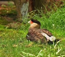 Caracara Bird Bill