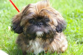 Animal Portrait of Puppy Dog Shih tzu