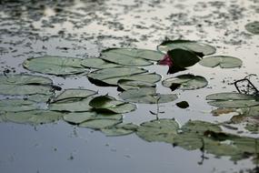water lilies, green leaves on the surface of the pond