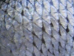 Fish skin Texture