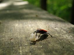 Ladybug Macro Error