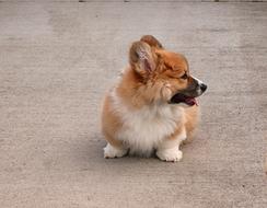 Beautiful, colorful and cute, fluffy Welsh Corgi dog on the ground